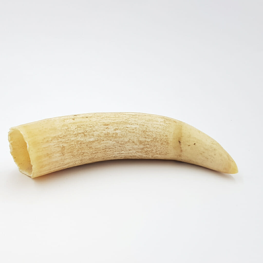 Antique Whale Tooth #57593 - Monty's