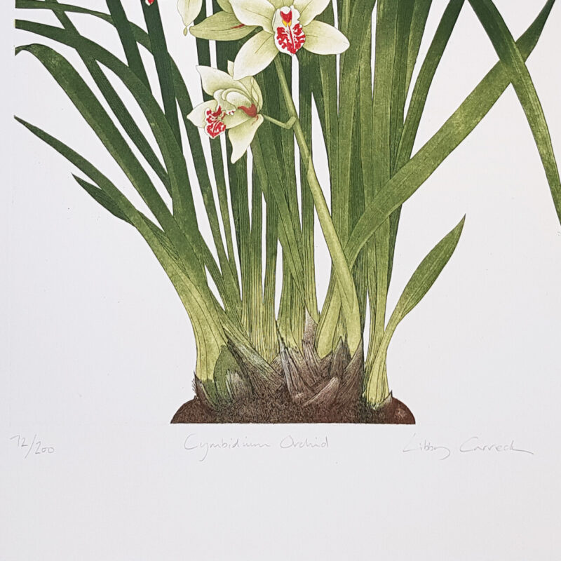 Libby Carreck Cymbidium Orchid Flowers Print 72/200 | Hand Signed #64865