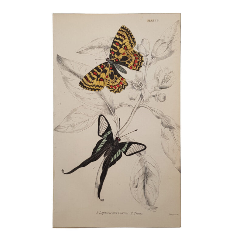 Vintage Butterfly Book Plate Lithograph Prints by Georg Friedrich Treitschke #64685