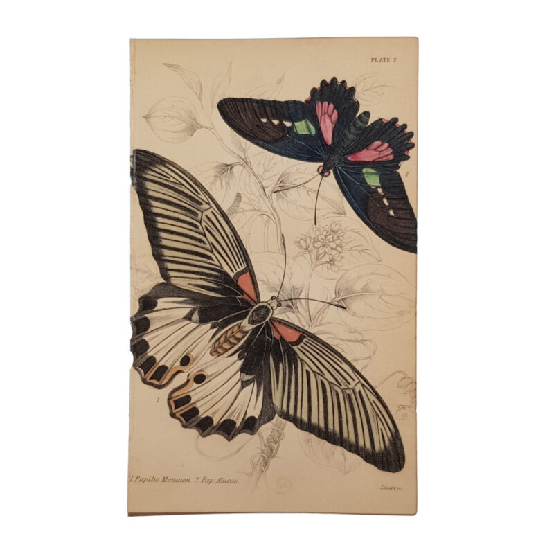 Vintage Butterfly Book Plate Lithograph Prints by Georg Friedrich Treitschke #64685