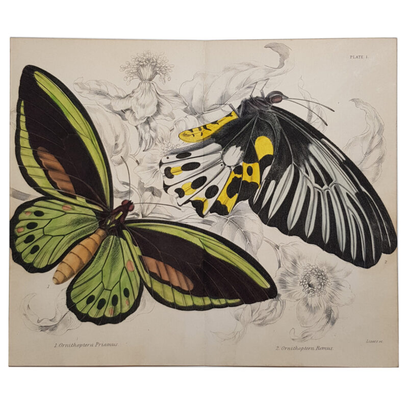 Vintage Butterfly Book Plate Lithograph Prints by Georg Friedrich Treitschke #64685