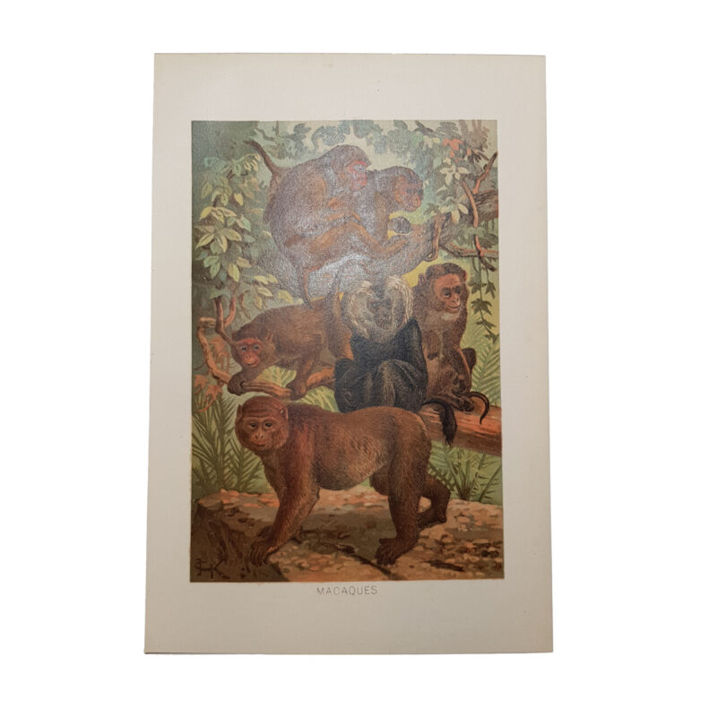 Baboons & Macaques Chromolithography Book Plates from Richard Lydekkers #64695