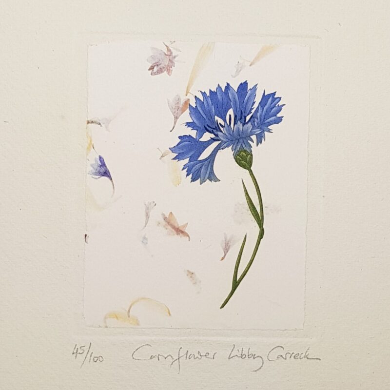 Cornflower Botanical Etching Print by Libby Carreck | Hand Signed #64700