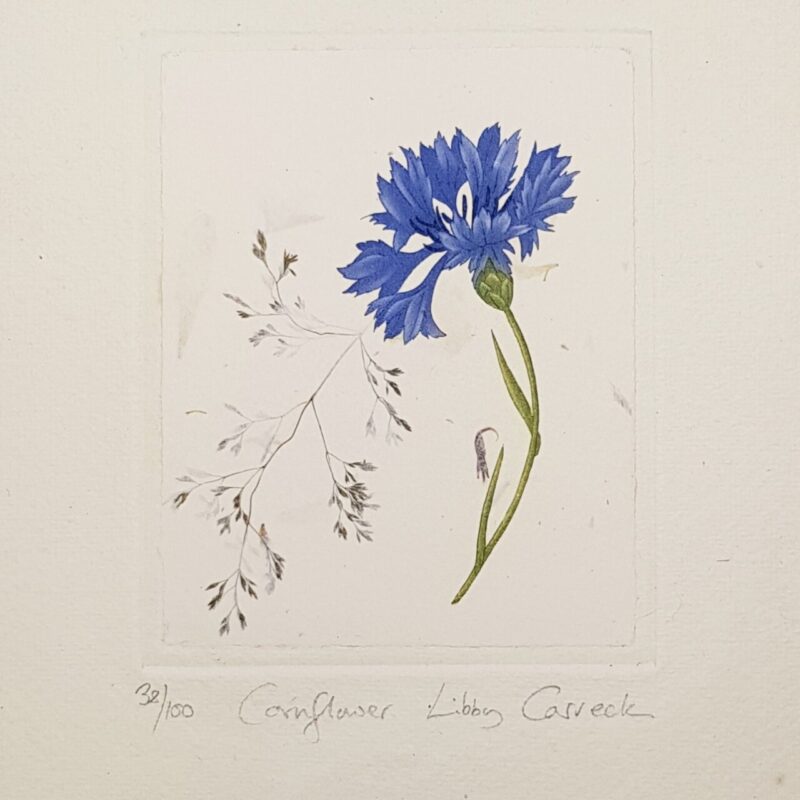 Cornflower Botanical Etching Print by Libby Carreck | Hand Signed #64701