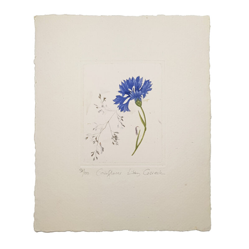 Cornflower Botanical Etching Print by Libby Carreck | Hand Signed #64701