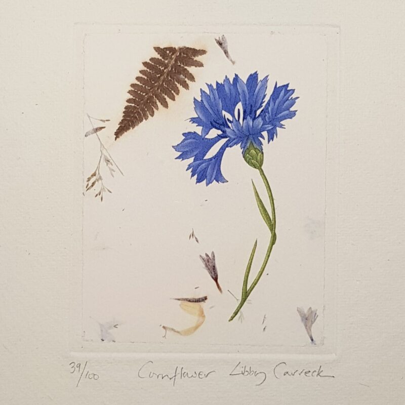 Cornflower Botanical Etching Print by Libby Carreck | Hand Signed #64702 - Image 2