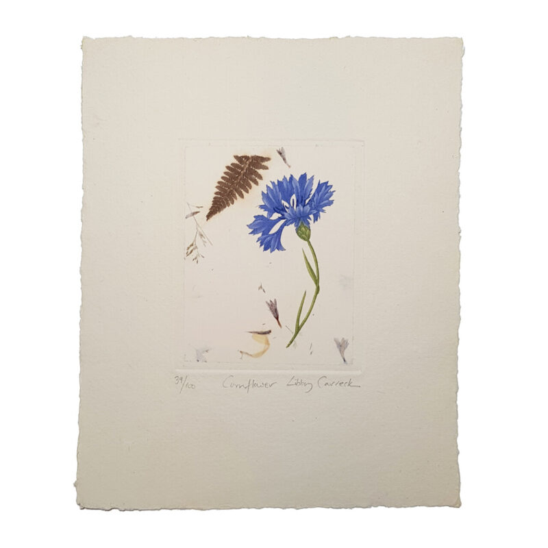 Cornflower Botanical Etching Print by Libby Carreck | Hand Signed #64702