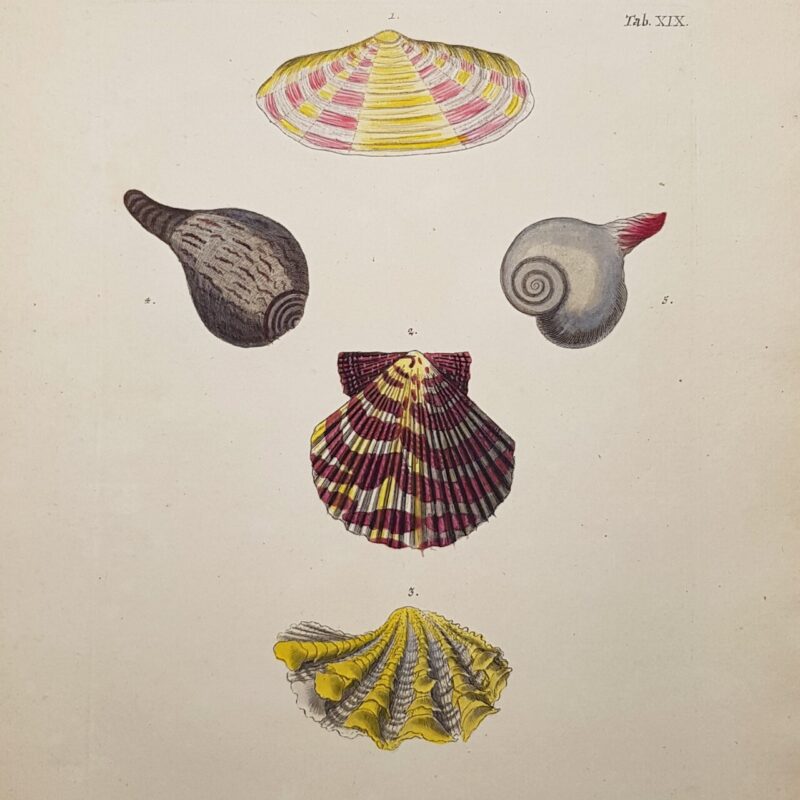 Antique Les Delices Coquillages Shell Book Plate Print By George Knorr #64724