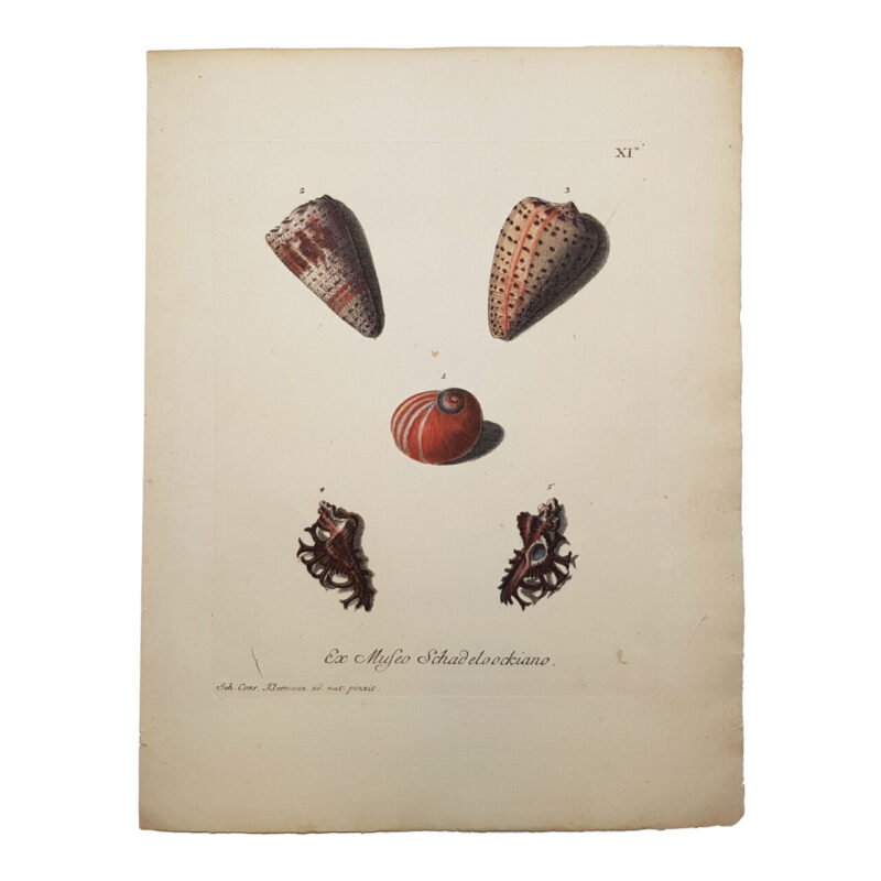 Antique Les Delices Coquillages Shell Book Plate Print By George Knorr #64725