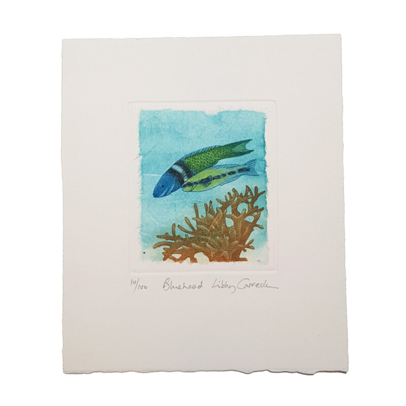 3x Underwater Scene Print Etchings by Libby Carreck | Hand Signed #64727