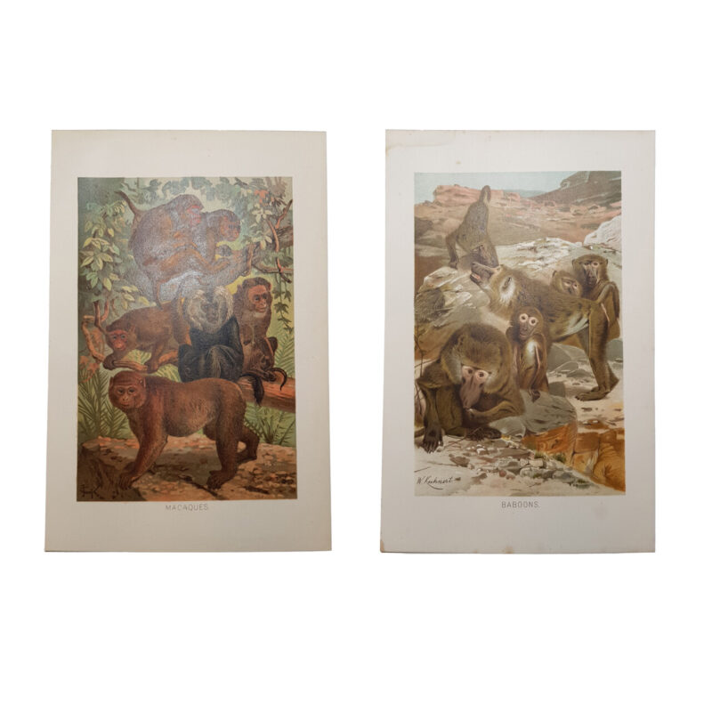 Baboons & Macaques Chromolithography Book Plates from Richard Lydekkers #64695