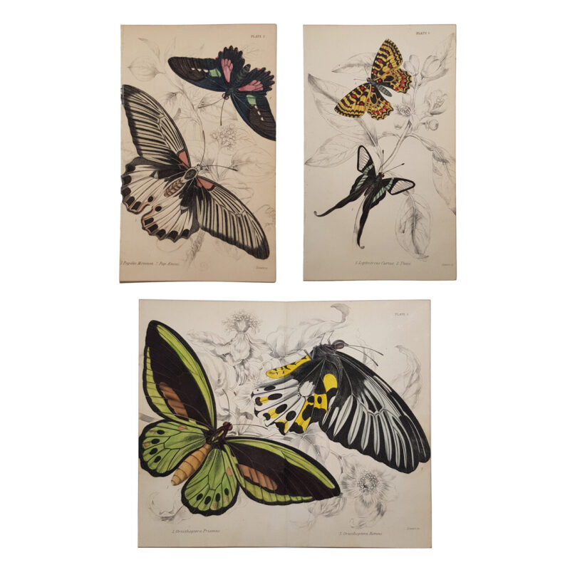 Vintage Butterfly Book Plate Lithograph Prints by Georg Friedrich Treitschke #64685