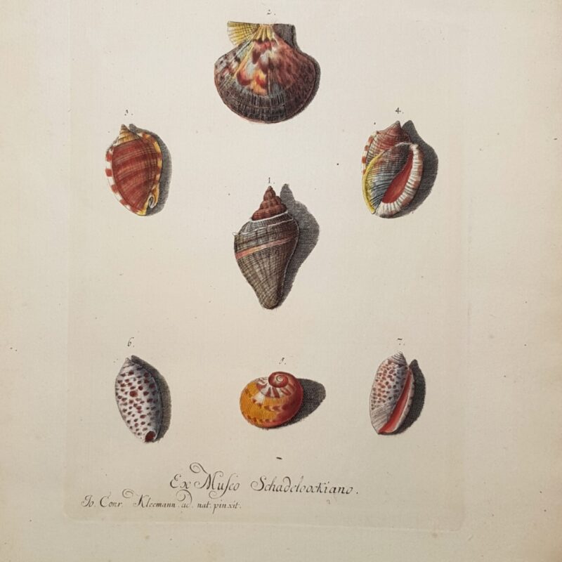 Antique Les Delices Coquillages Shell Book Plate Print By George Knorr #64723