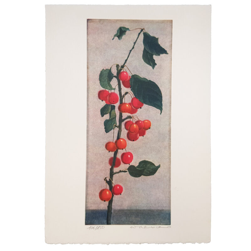 Wako Ito - Berries Plant - Limited Edition Mezzotint Print #64880