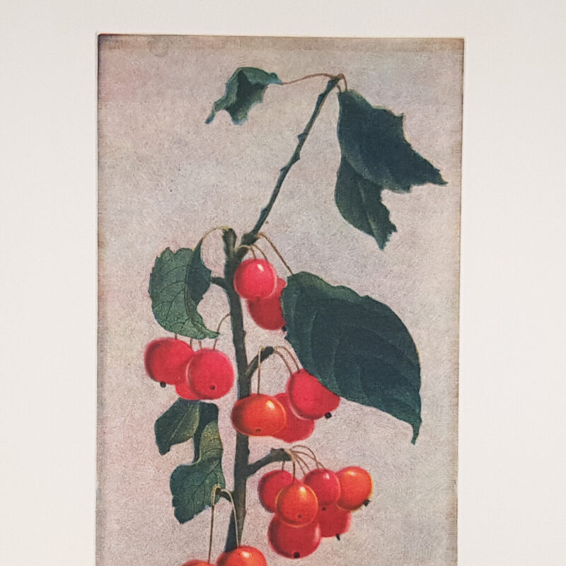 Wako Ito - Berries Plant - Limited Edition Mezzotint Print #64880