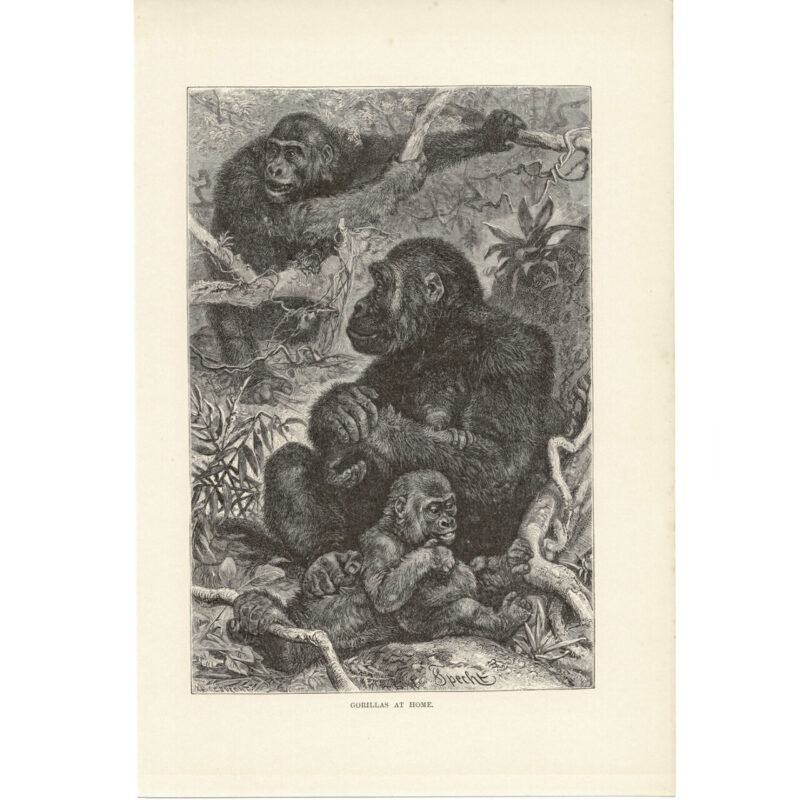 Antique Lithograph – Gorillas at Home – 1893 Royal Natural History 17x26cm #64769-12