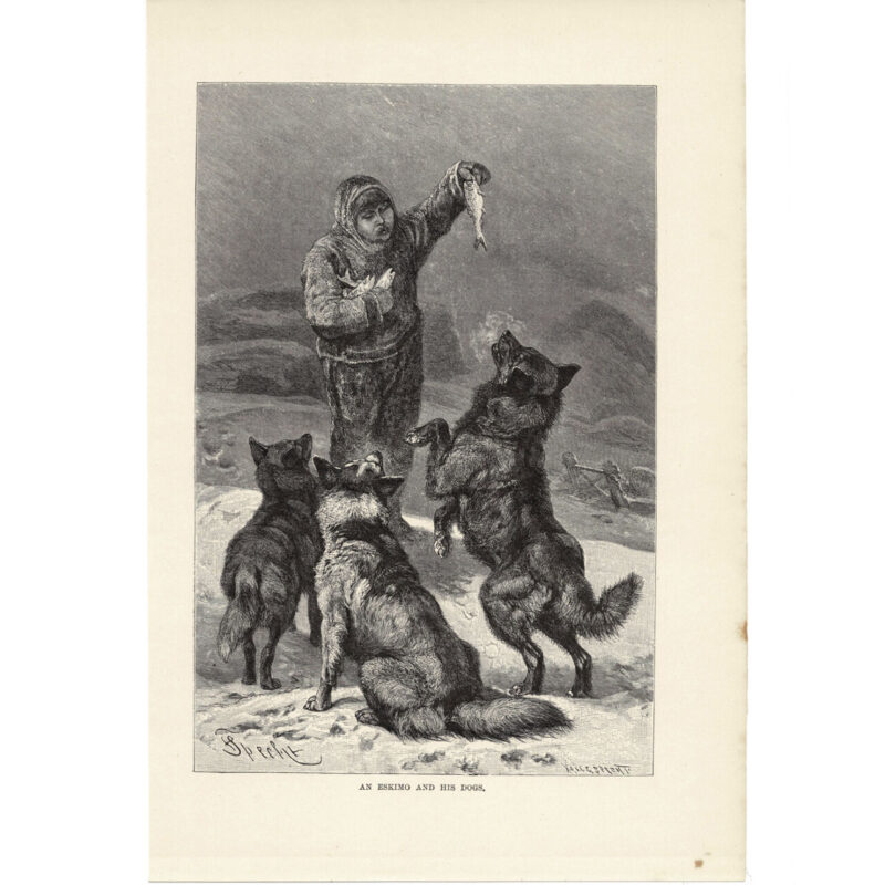 Antique Lithograph – An Eskimo and His Dogs – 1893 Royal Natural History 17x26cm #64769-2