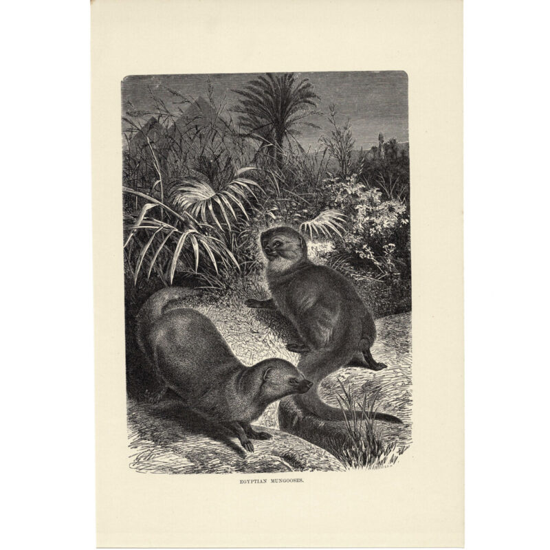 Antique Lithograph – Egyptian Mongooses – 1893 Royal Natural History 17x26cm #64769-4