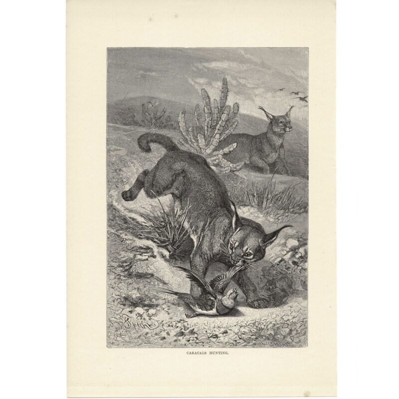 Antique Lithograph – Caracals Hunting – 1893 Royal Natural History 17x26cm #64769-5