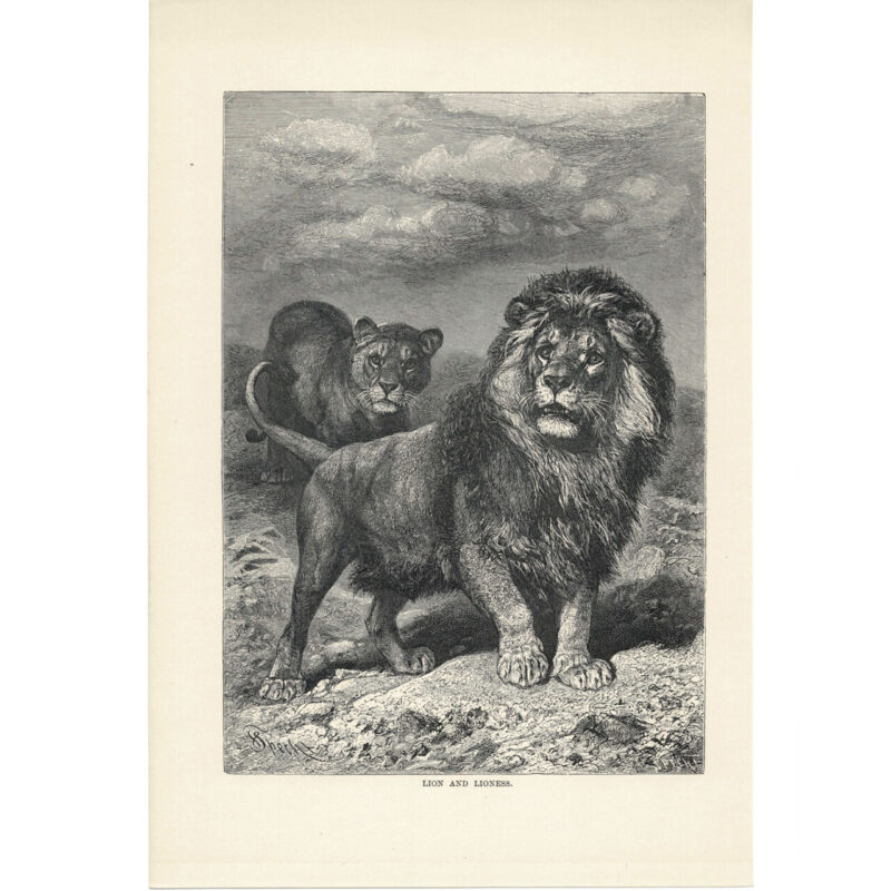 Antique Lithograph – Lion and Lioness – 1893 Royal Natural History 17x26cm #64769-6