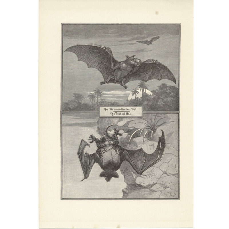 Antique Lithograph – Hammer-Headed & Naked Bats – 1893 Royal Natural History 17x26cm #64769-7