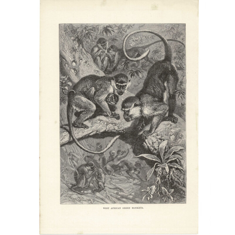 Antique Lithograph – West African Green Monkeys – 1893 Royal Natural History 17x26cm #64769-9