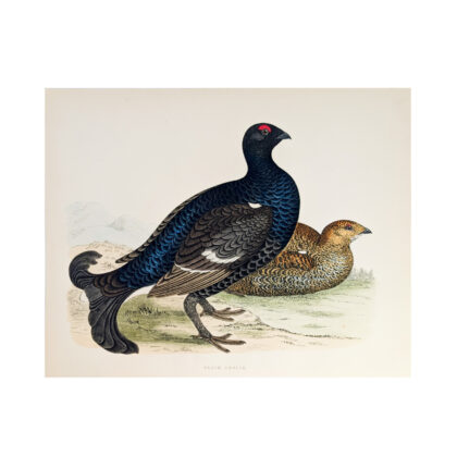 Black Grouse Antique Bird Print