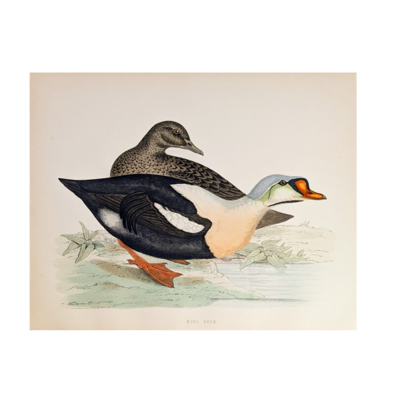 Antique Print British Game Birds & Wildfowl – King Duck – Beverley R. Morris 1855 #64789-10