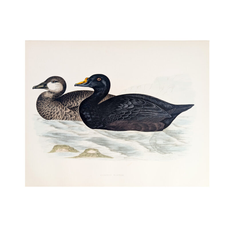 Antique Print British Game Birds & Wildfowl – Common Scoter – Beverley R. Morris 1855 #64789-11