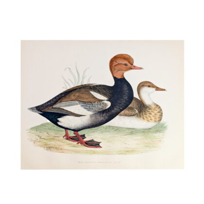 Antique print of a red whistling duck