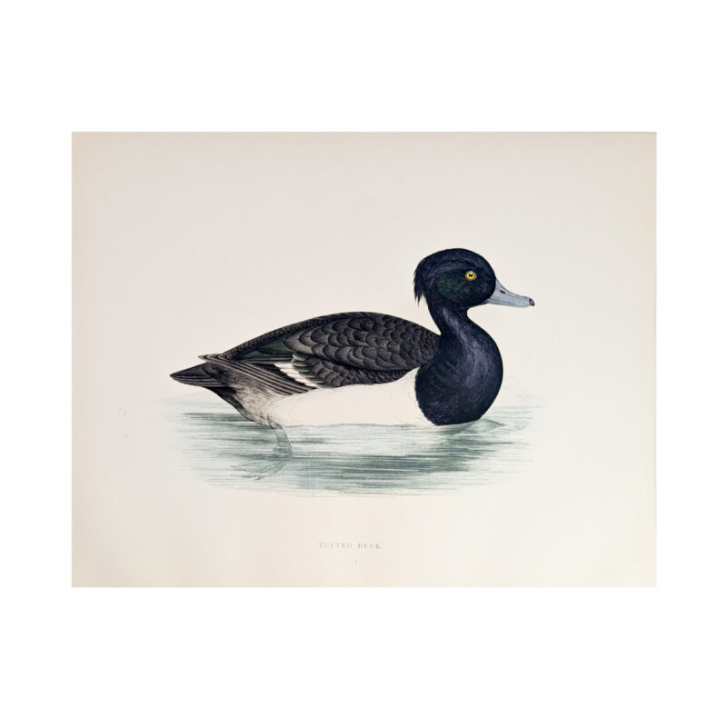 Antique Print British Game Birds & Wildfowl – Tufted Duck – Beverley R. Morris 1855 #64789-14