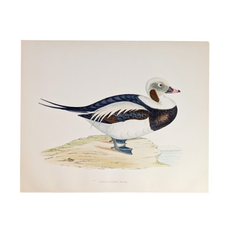 Antique Print British Game Birds & Wildfowl – Long-Tailed Duck – Beverley R. Morris 1855 #64789-15