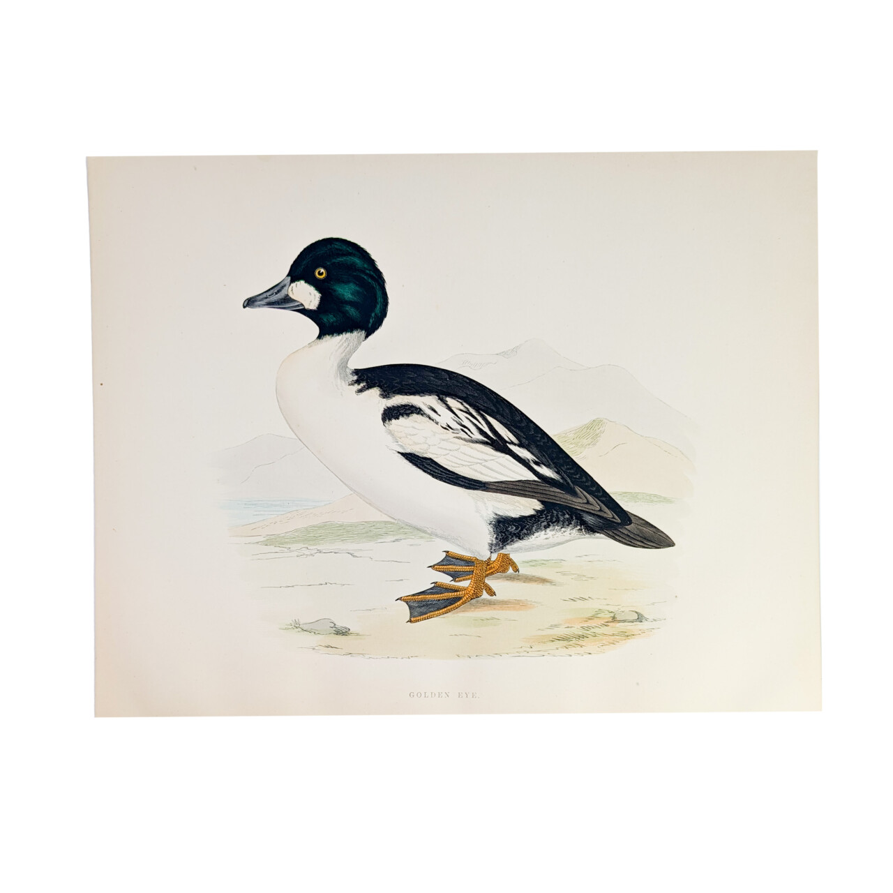 Antique Print British Game Birds & Wildfowl – Golden Eye – Beverley R. Morris 1855 #64789-16 Antique Print British Game Birds & Wildfowl – Golden Eye – Beverley R. Morris 1855 #64789-16