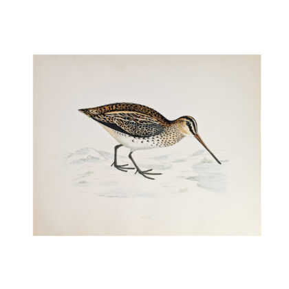 Antique Snipe Bird Print