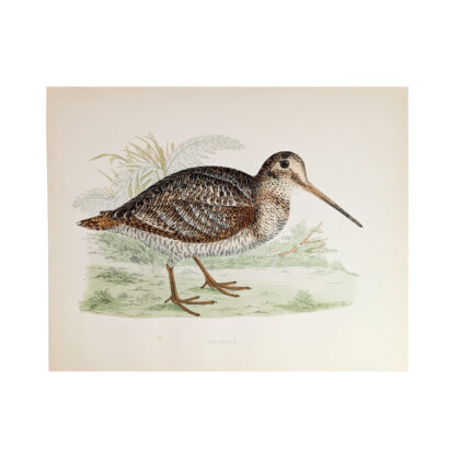 Antique Print British Game Birds & Wildfowl – Woodcock – Beverley R. Morris 1855 #64789-21