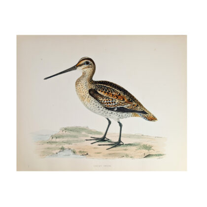 Antique Print British Game Birds & Wildfowl – Great Snipe – Beverley R. Morris 1855 #64789-22