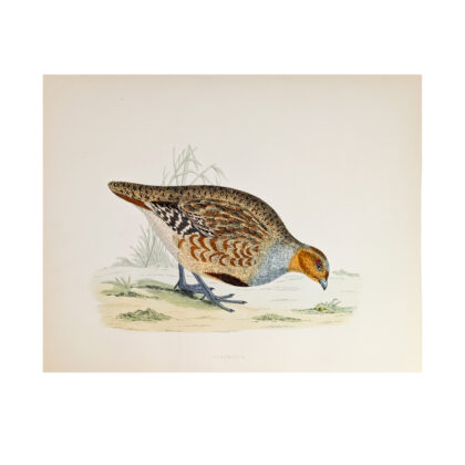 Antique Print British Game Birds & Wildfowl – Partridge – Beverley R. Morris 1855 #64789-23