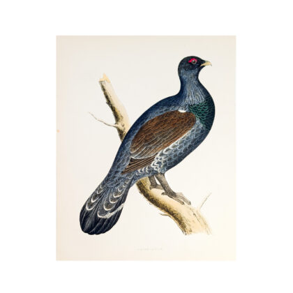 Antique Print British Game Birds & Wildfowl – Capercaillie – Beverley R. Morris 1855 #64789-24