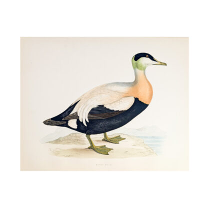 Antique Print British Game Birds & Wildfowl – Eider Duck – Beverley R. Morris 1855 #64789-25
