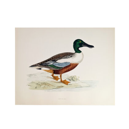 Antique Print British Game Birds & Wildfowl – Shoveller – Beverley R. Morris 1855 #64789-26