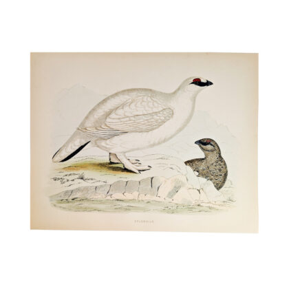 Antique Print British Game Birds & Wildfowl – Ptarmigan – Beverley R. Morris 1855 #64789-27