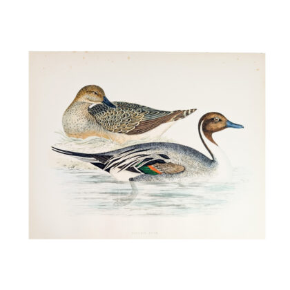 Antique Print British Game Birds & Wildfowl – Pintail Duck – Beverley R. Morris 1855 #64789-28