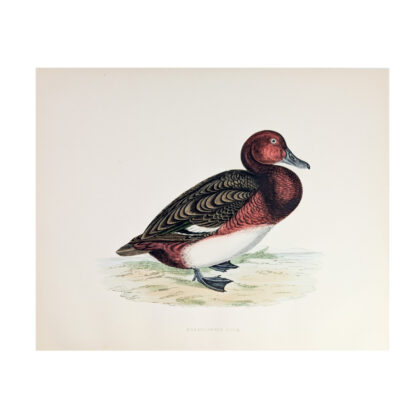 Antique Print British Game Birds & Wildfowl – Perruginous Duck – Beverley R. Morris 1855 #64789-29