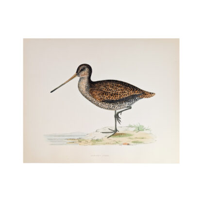 Sabine's Snipe Antique Print by Beverley Morris