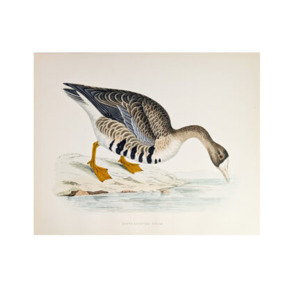 Antique Print British Game Birds & Wildfowl – White-Fronted Goose – Beverley R. Morris 1855 #64789-30