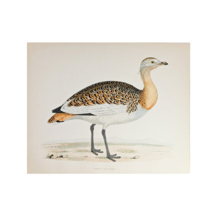 Antique Print British Game Birds & Wildfowl – Great Bustard – Beverley R. Morris 1855 #64789-31