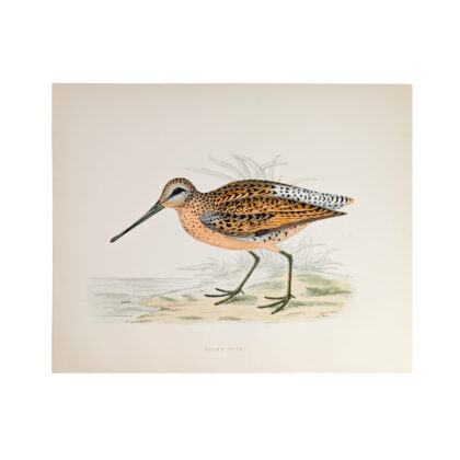 Antique Print British Game Birds & Wildfowl – Brown Snipe – Beverley R. Morris 1855 #64789-32