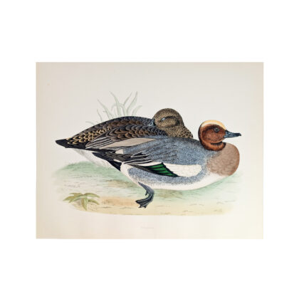 Antique Print British Game Birds & Wildfowl – Widgeon – Beverley R. Morris 1855 #64789-34