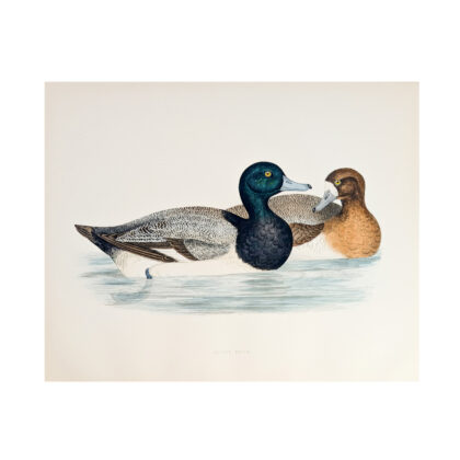 Antique Print of a Scaup Duck by Beverley Morris