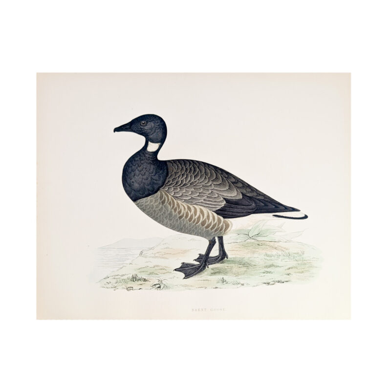 Antique Print British Game Birds & Wildfowl – Brent Goose – Beverley R. Morris 1855 #64789-5